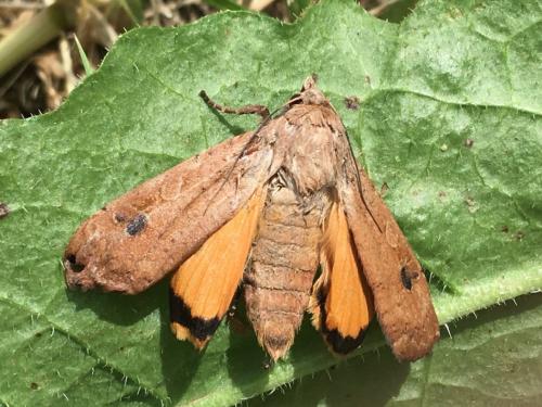 Noctua pronuba